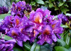 Rhododendron Marcel Menard / Örökzöld azálea